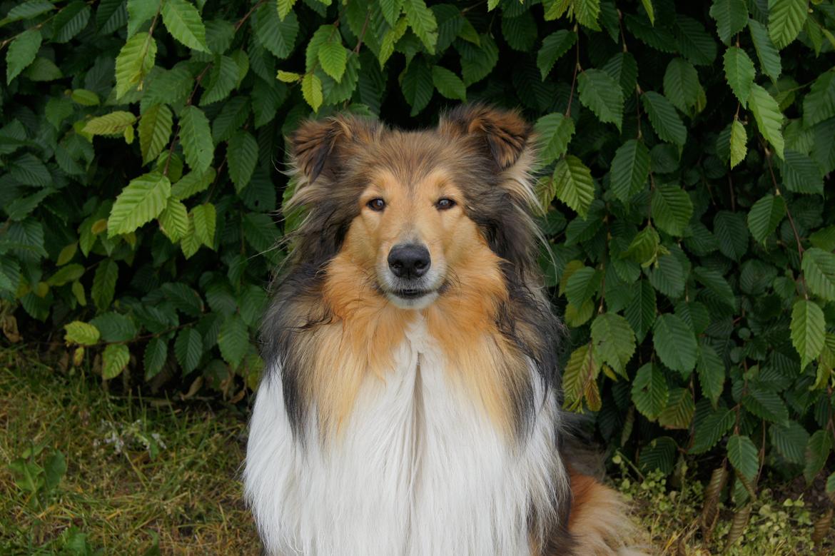 Collie langhåret Luca billede 21