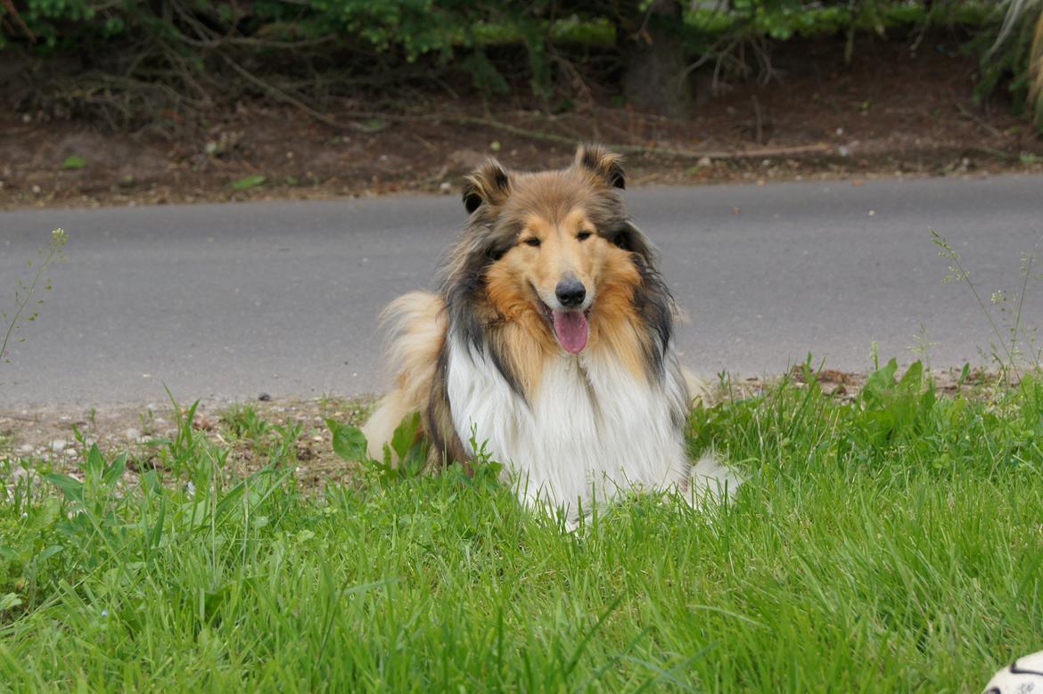 Collie langhåret Luca billede 22