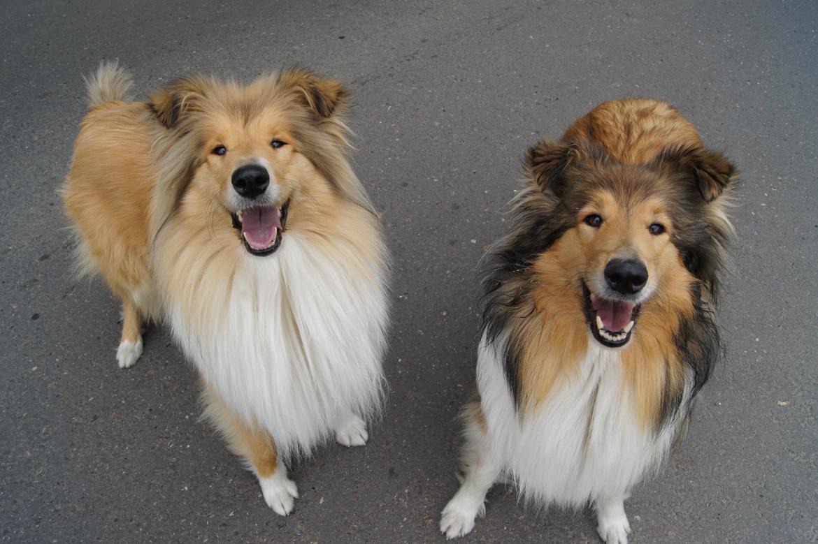 Collie langhåret Luca billede 23