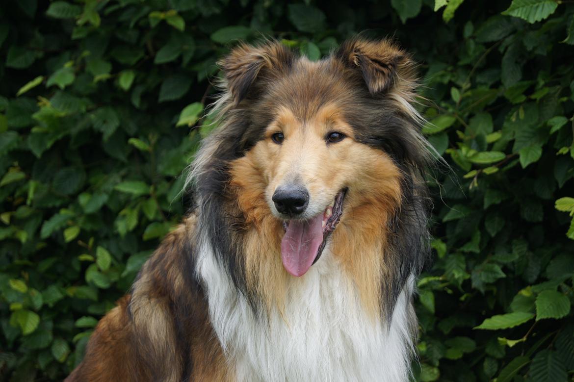 Collie langhåret Luca billede 25