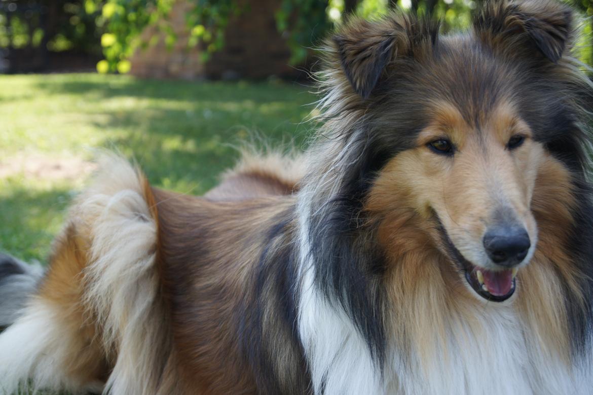 Collie langhåret Luca billede 26