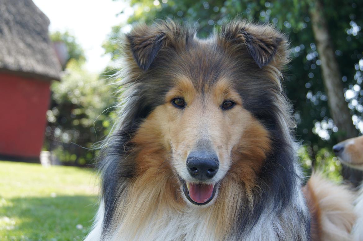 Collie langhåret Luca billede 27