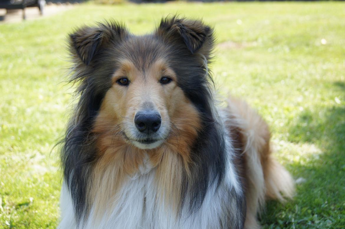 Collie langhåret Luca billede 28