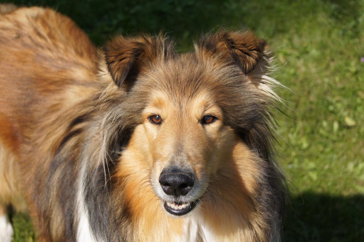 Collie langhåret Luca billede 29