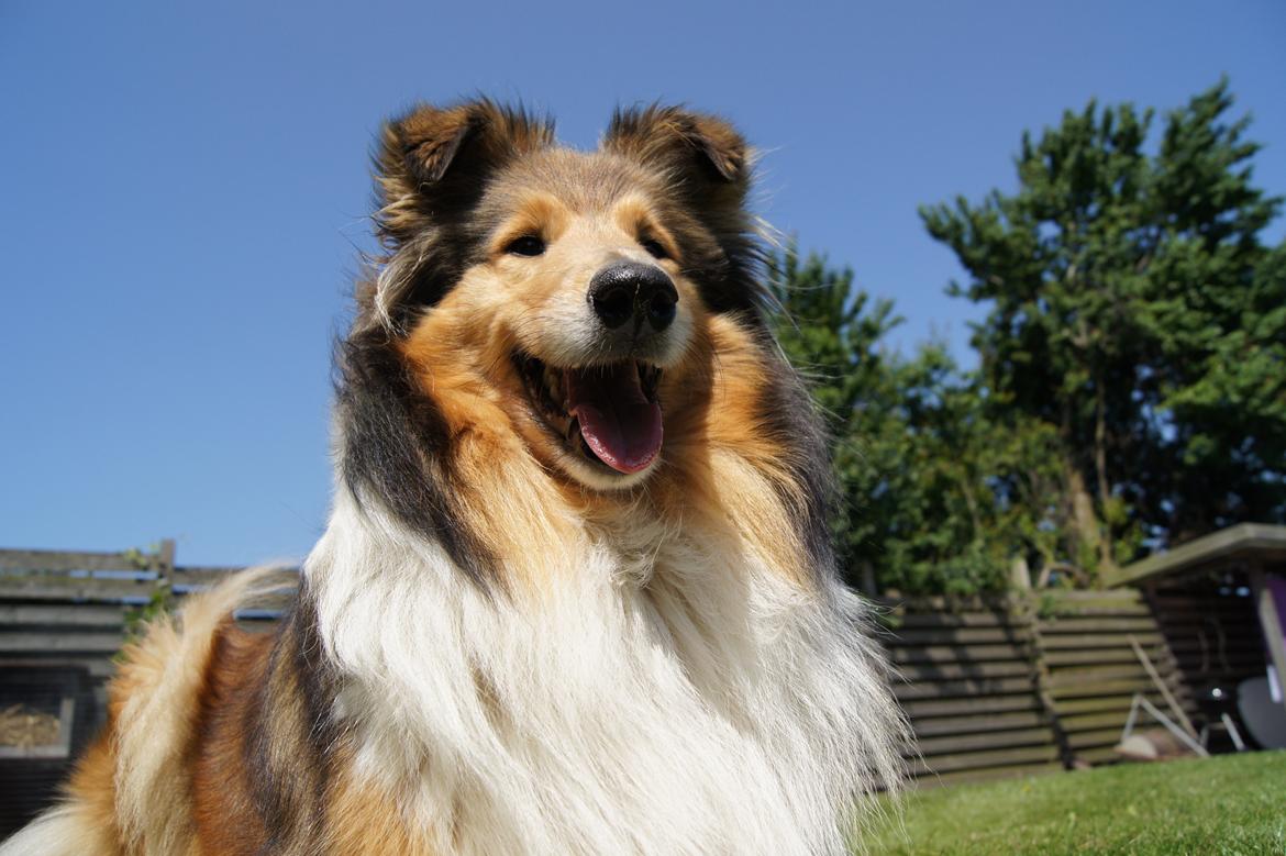 Collie langhåret Luca billede 30