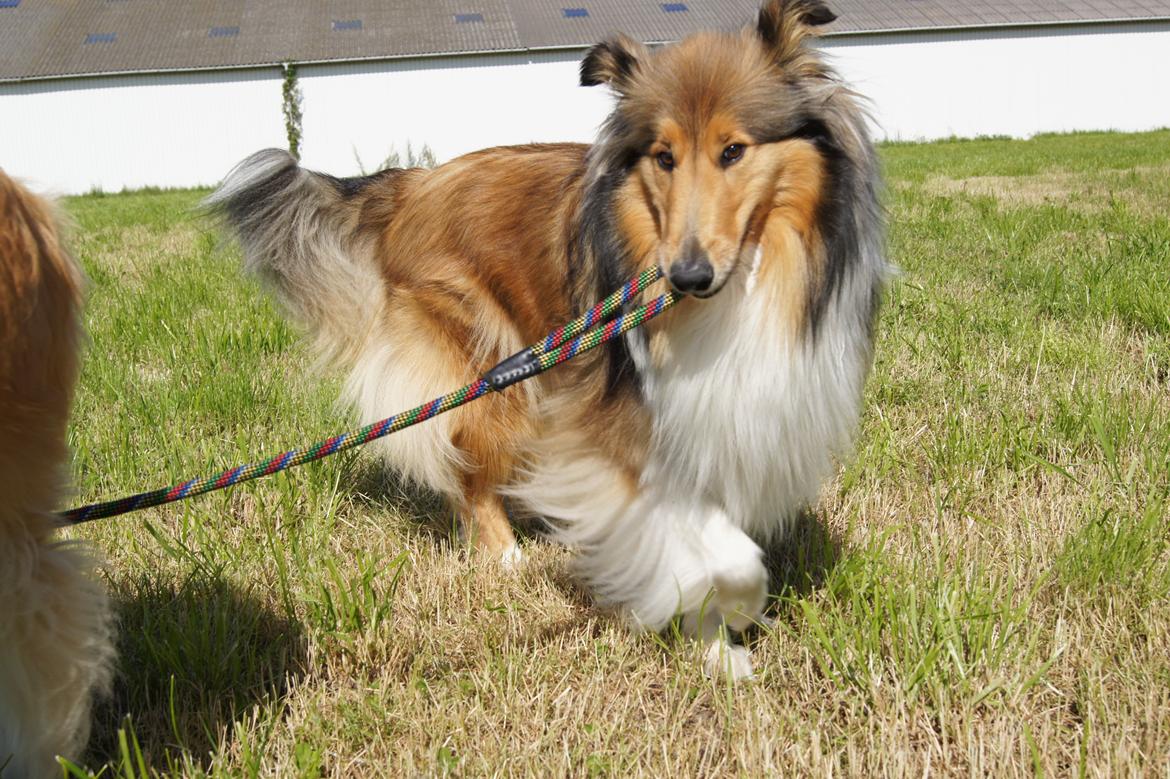 Collie langhåret Luca billede 31