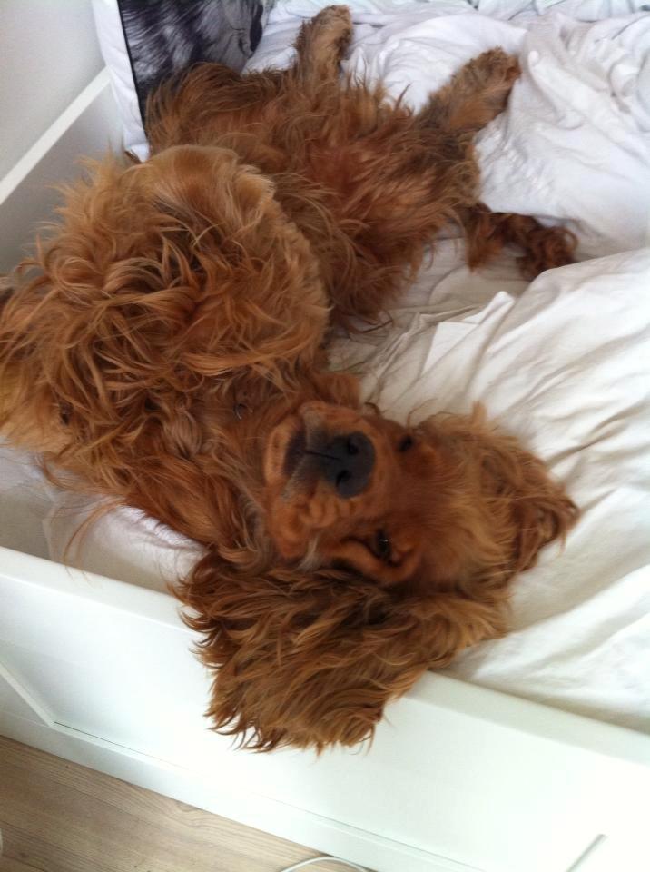 Cocker spaniel Bernard - Skovtrolden ligger og snorkbobler i min seng XD <3 2013 fotograf Min far billede 16