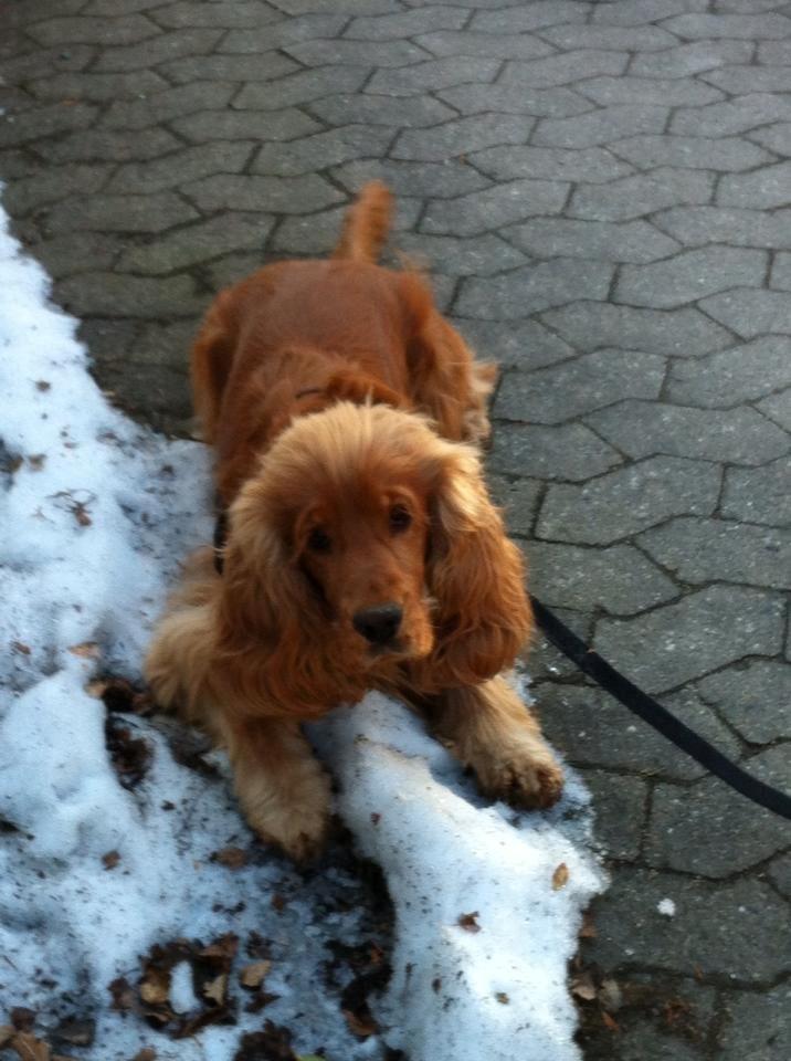 Cocker spaniel Bernard - Vinter 2012
Fotograf: Mig selv billede 7