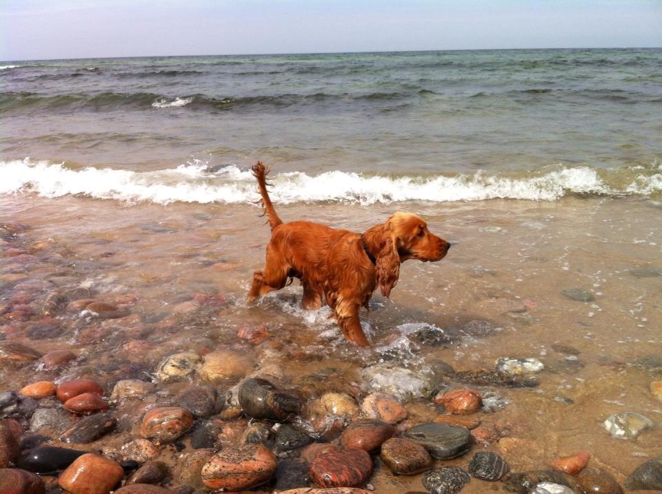 Cocker spaniel Bernard - På efterårsferie i Jylland 2011  
Fotograf: Min far billede 1