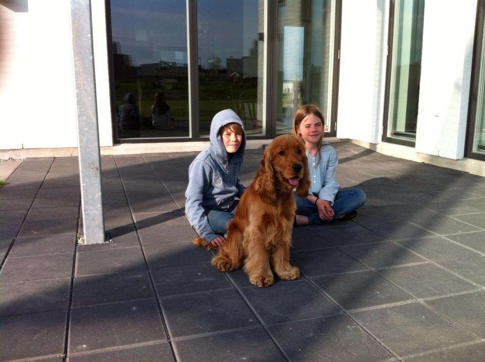 Cocker spaniel Bernard - Ude og se på nye huse, Buffe er da med ! :) 2012 fotograf: Min far billede 17