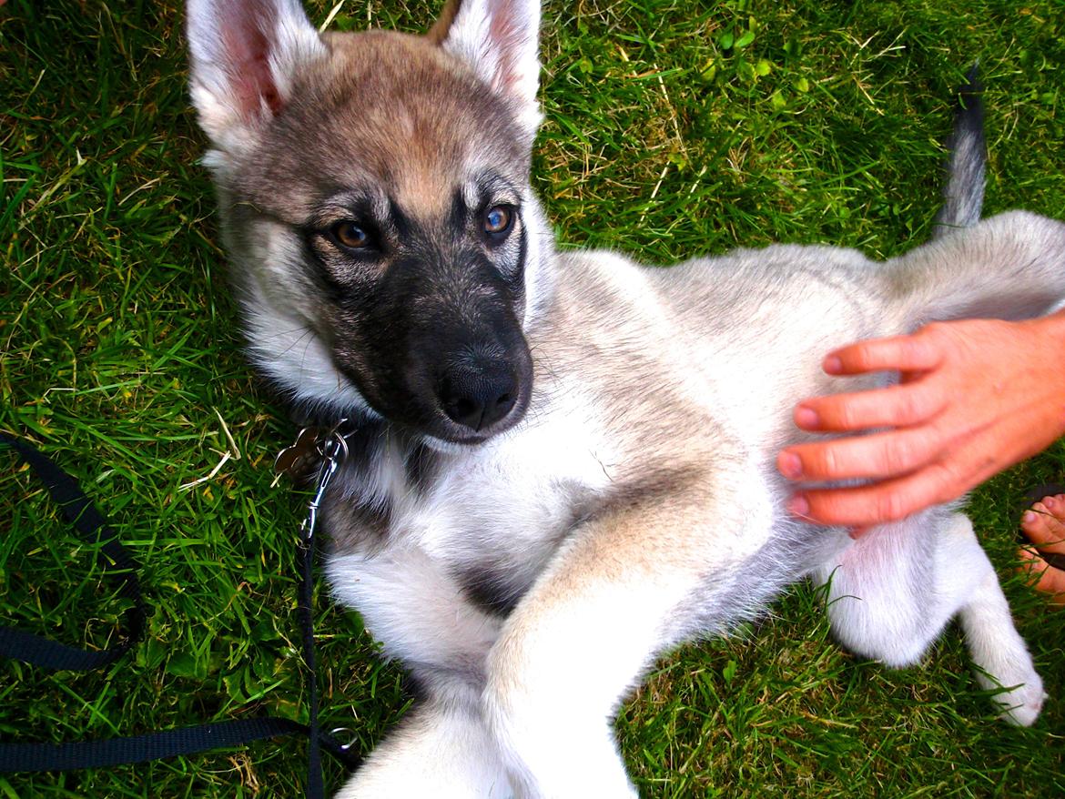 Siberian husky Wolf - wolf 10 uger billede 38