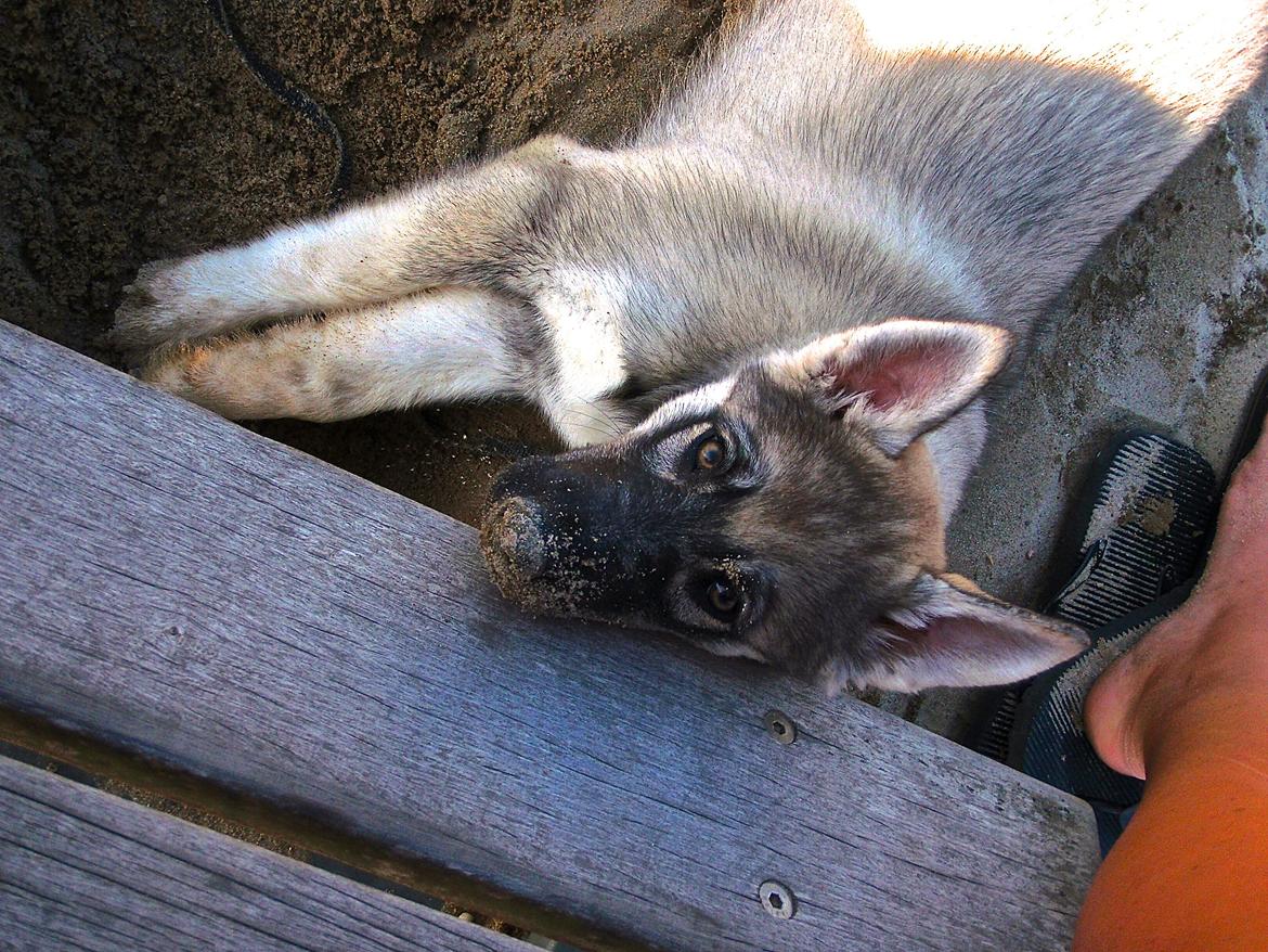 Siberian husky Wolf - wolf 10 uger billede 36