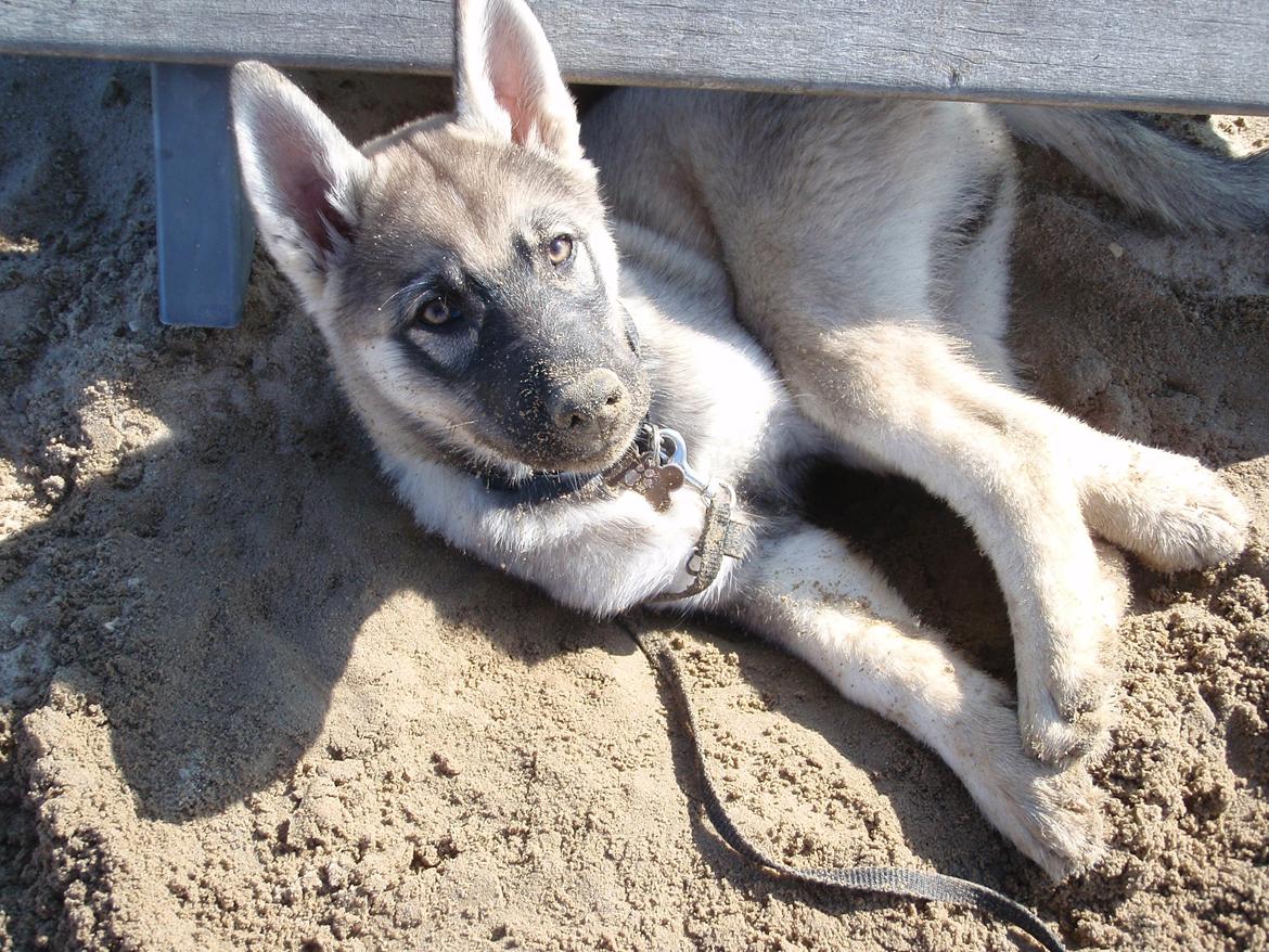 Siberian husky Wolf - wolf 10 uger billede 37