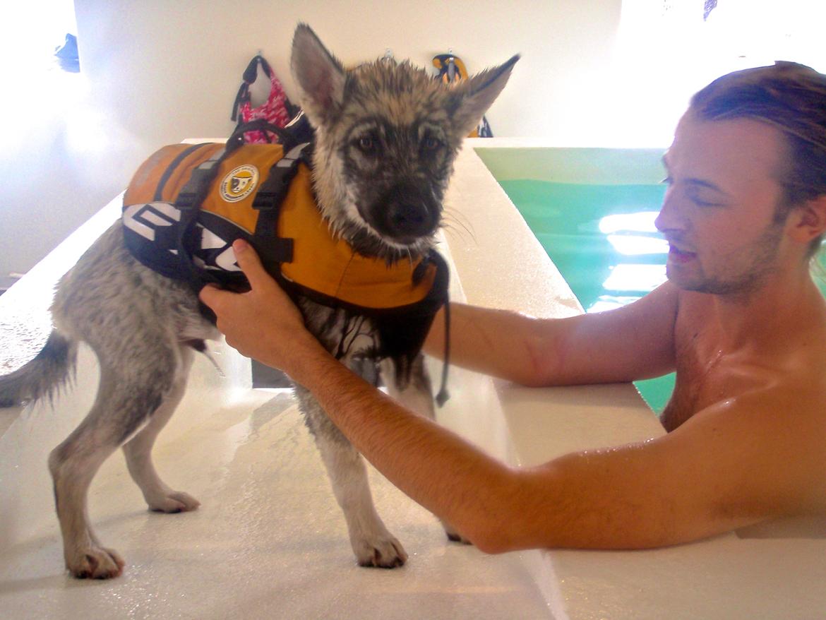 Siberian husky Wolf - wolf i svømmehal 13 uger billede 29