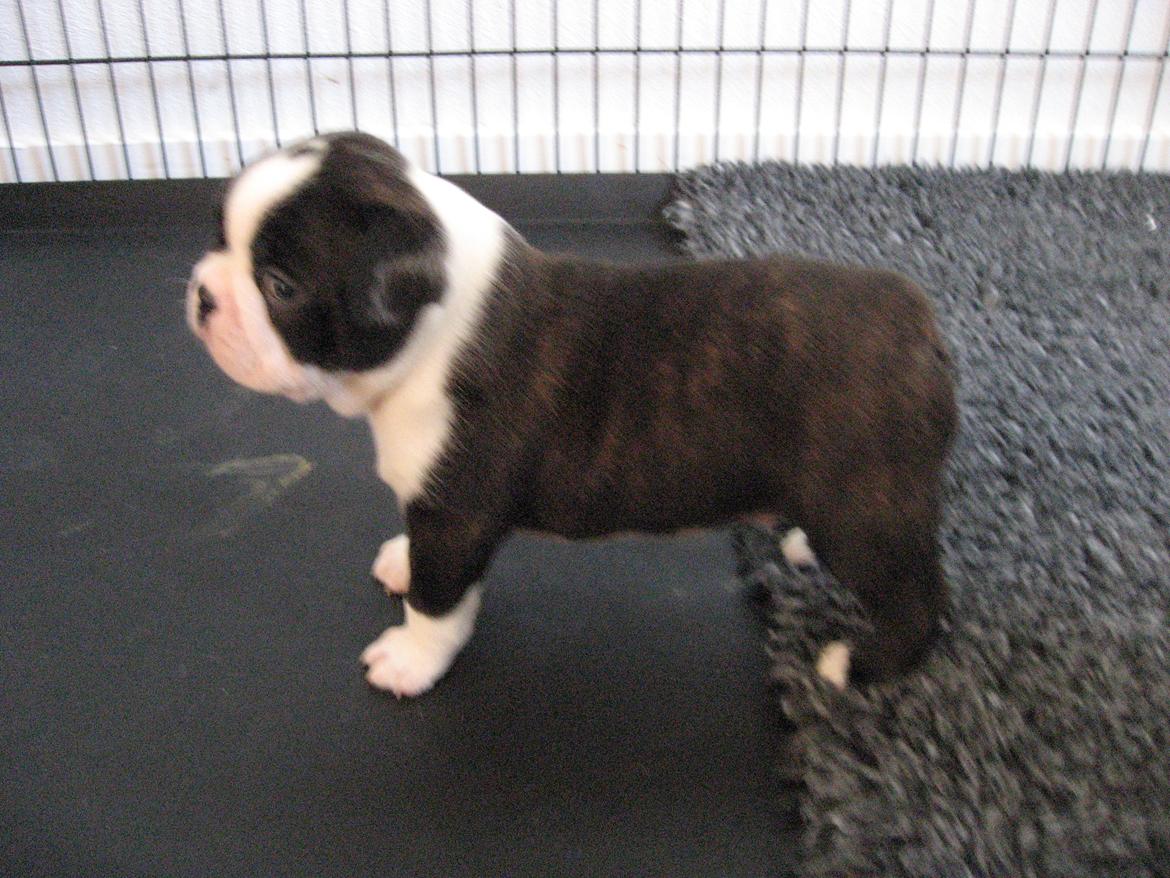 Boston terrier Multi-CH Westlund As Good As It Gets aka Pepsi - 6/7-13. billede 6