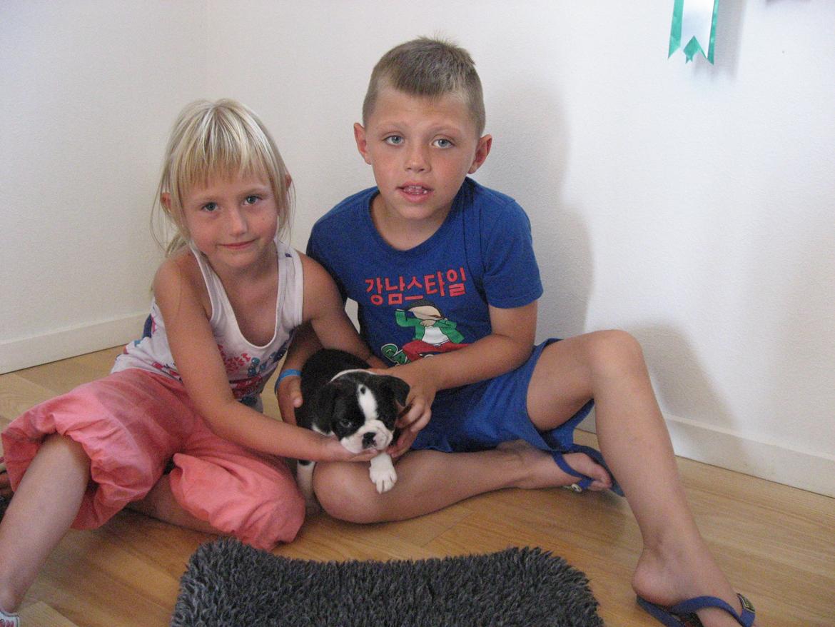 Boston terrier Multi-CH Westlund As Good As It Gets aka Pepsi billede 7