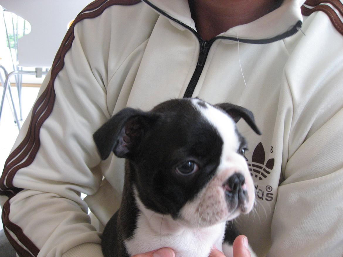 Boston terrier Multi-CH Westlund As Good As It Gets aka Pepsi - 25/07-2013. billede 8