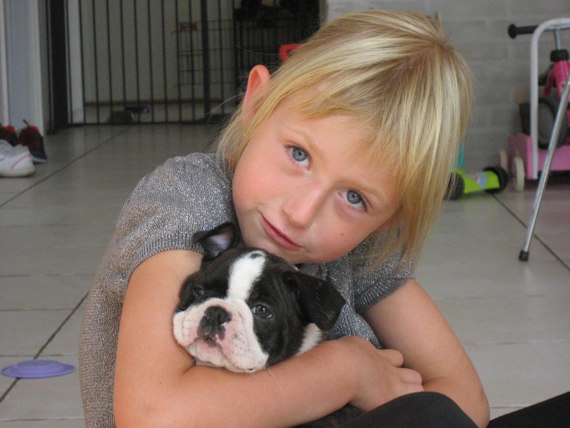 Boston terrier Multi-CH Westlund As Good As It Gets aka Pepsi - 25/07-2013 billede 9