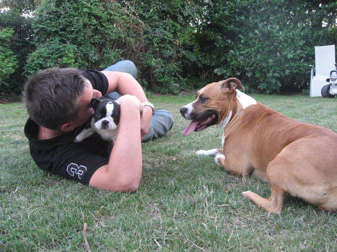 Boston terrier Multi-CH Westlund As Good As It Gets aka Pepsi - 02/08-2013: Her er pepsi lige kommet til sit nye hjem. billede 10