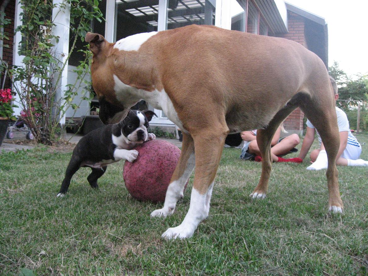 Boston terrier Multi-CH Westlund As Good As It Gets aka Pepsi - 02/08-2013 billede 11