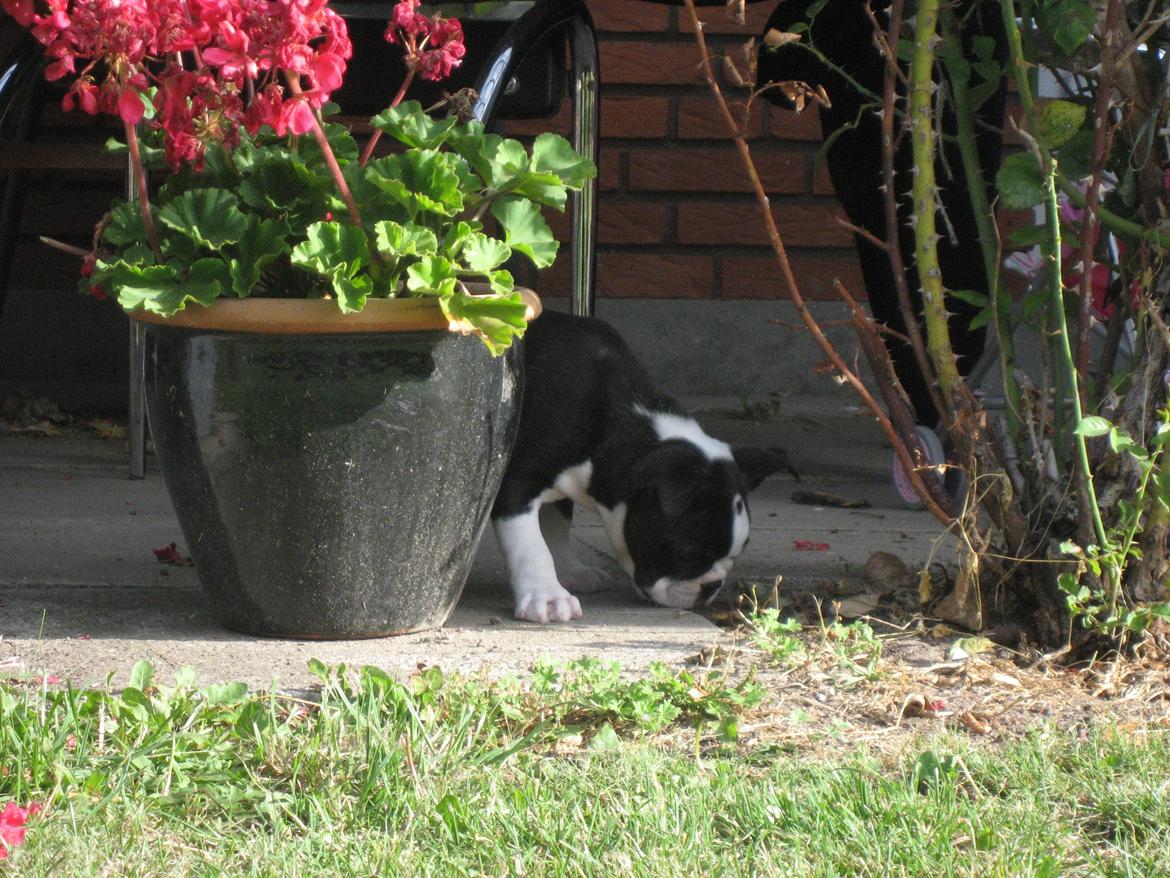 Boston terrier Multi-CH Westlund As Good As It Gets aka Pepsi - 04/08-2013 billede 12