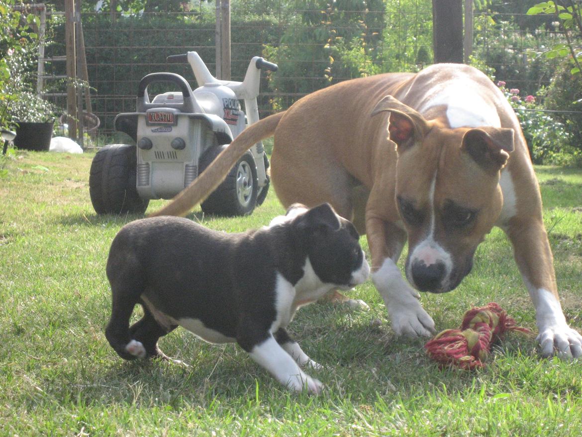 Boston terrier Multi-CH Westlund As Good As It Gets aka Pepsi - 04/08-2013 billede 13