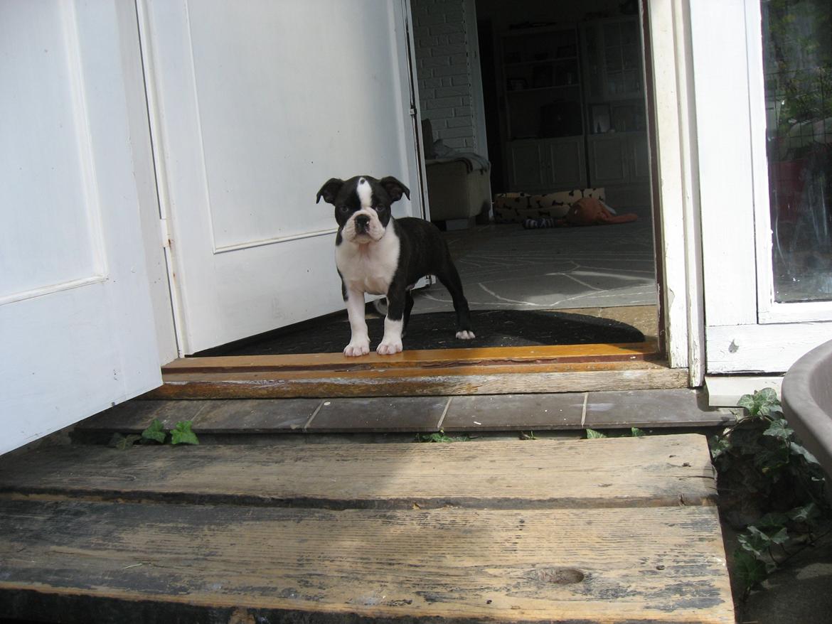 Boston terrier Multi-CH Westlund As Good As It Gets aka Pepsi - 04/08-2013 billede 14