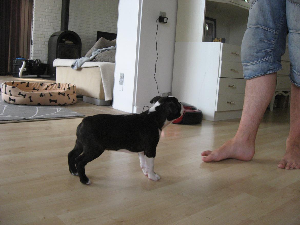 Boston terrier Multi-CH Westlund As Good As It Gets aka Pepsi - 04/08-2013 billede 15