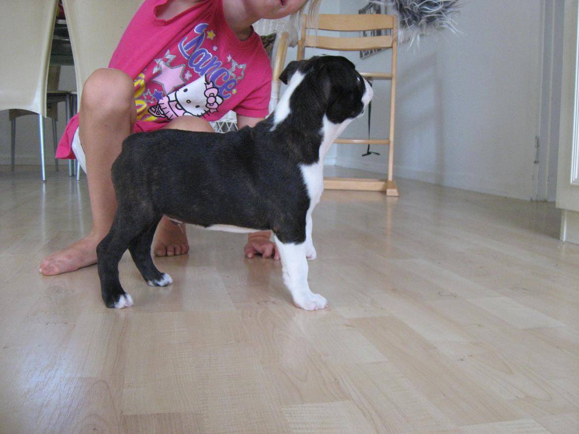 Boston terrier Multi-CH Westlund As Good As It Gets aka Pepsi - 04/08-2013 billede 16