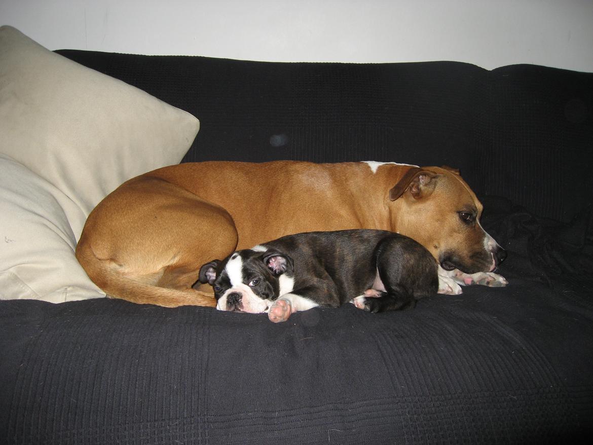 Boston terrier Multi-CH Westlund As Good As It Gets aka Pepsi - 05/08-2013 billede 17