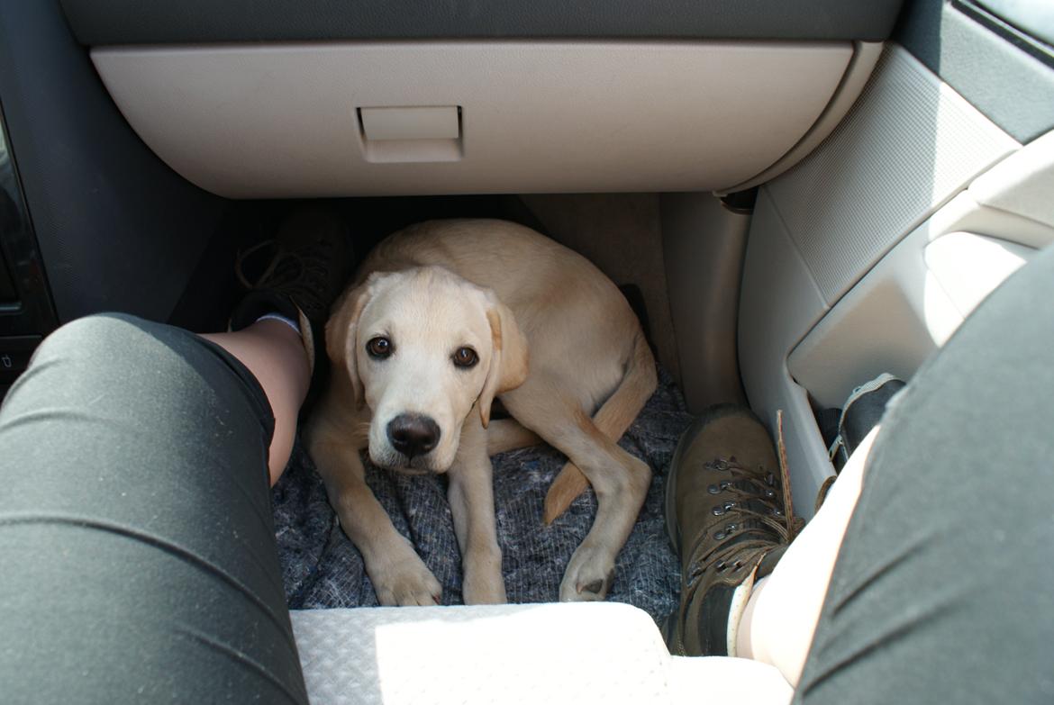 Labrador retriever Django*himmelhund* - på vej hjem, han sov det meste af turen billede 29