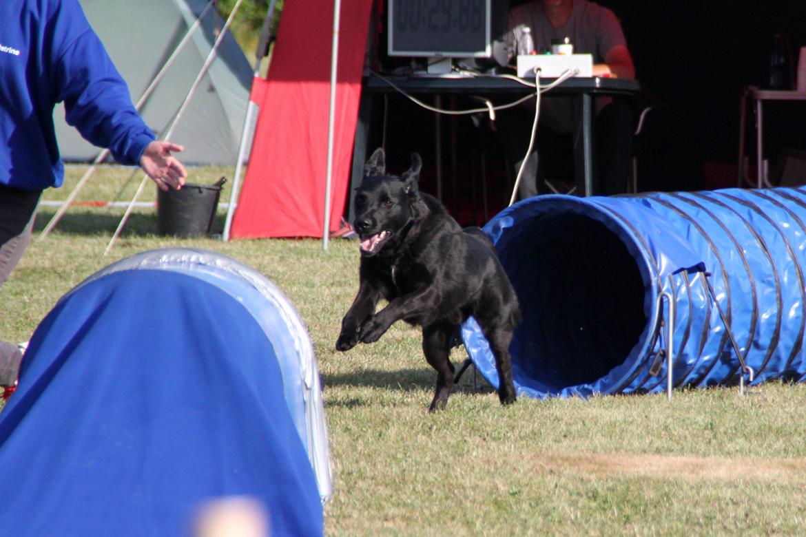 Blanding af racer Balto - Agility konkurrence i Næstved, lørdag billede 14