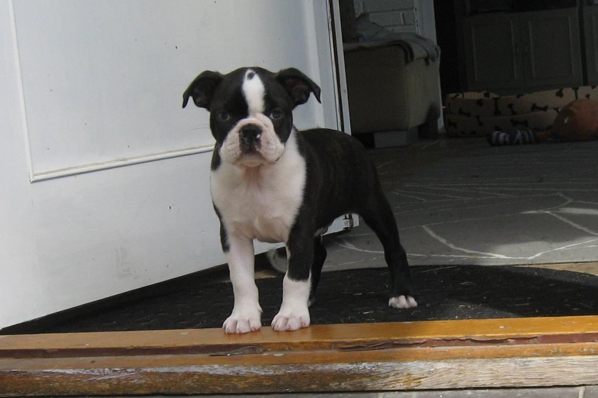 Boston terrier Multi-CH Westlund As Good As It Gets aka Pepsi - 04/08-2013: Lille smukke Pepsi billede 5