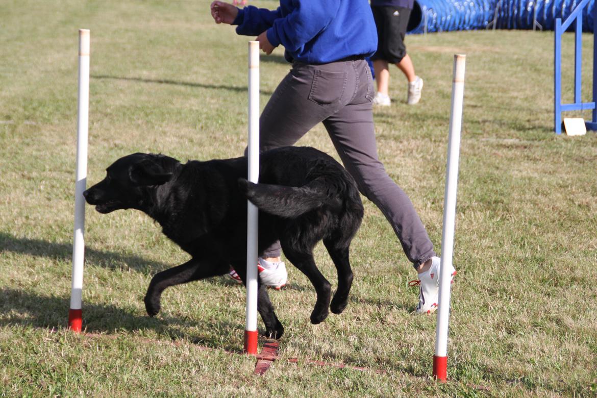 Blanding af racer Balto - Agility konkurrence i Næstved, lørdag billede 12