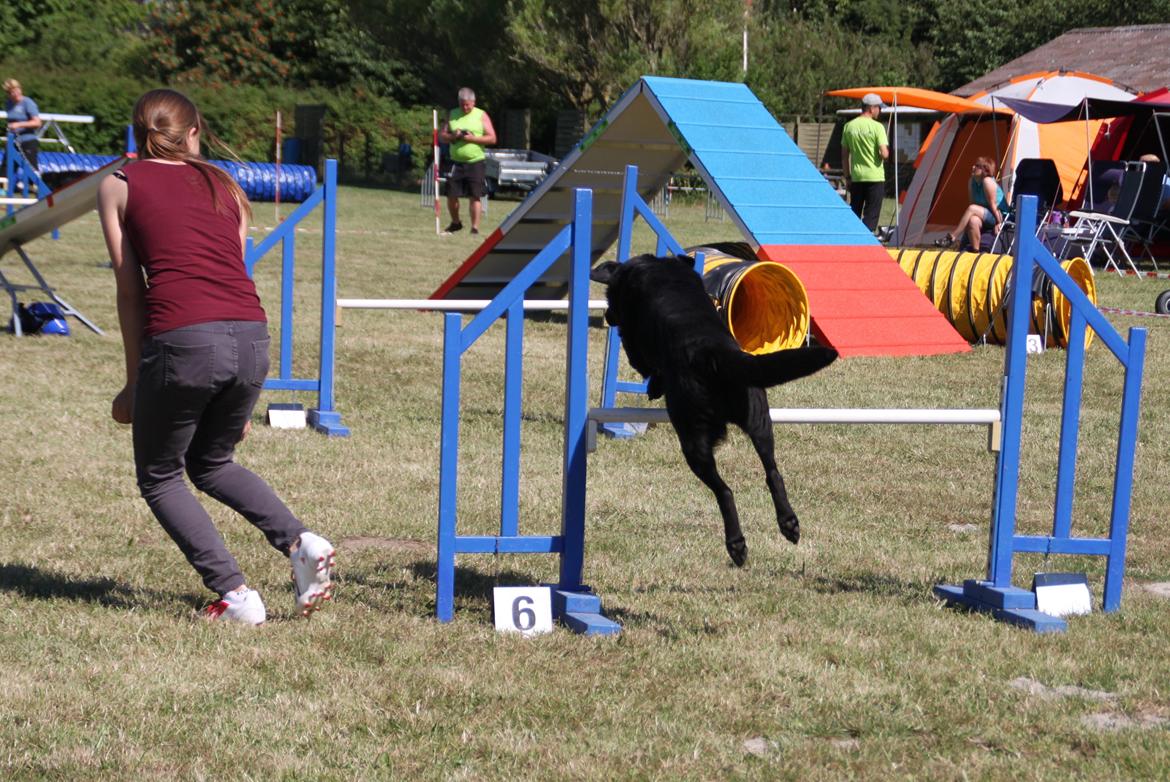 Blanding af racer Balto - Agility konkurrence i Næstved, lørdag billede 15