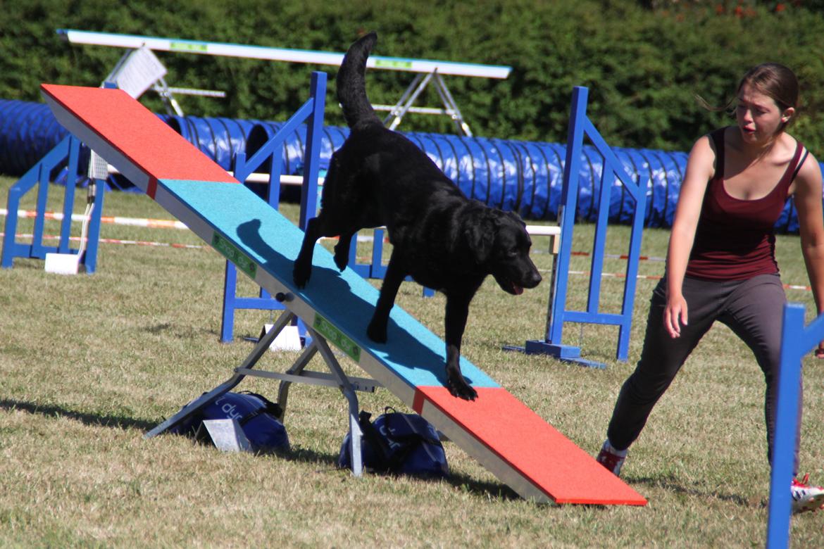 Blanding af racer Balto - Agility konkurrence i Næstved, lørdag (Feelt!) billede 28