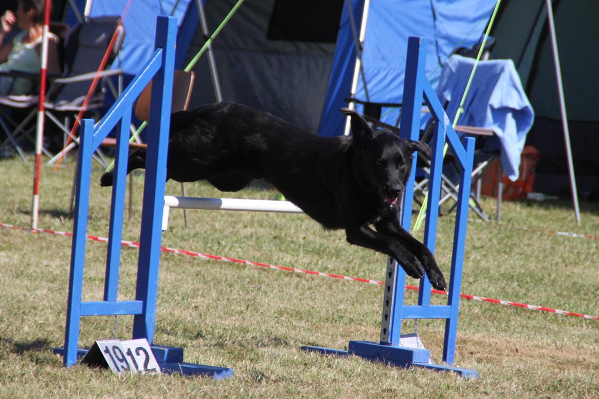 Blanding af racer Balto - Agility konkurrence i Næstved, lørdag billede 29