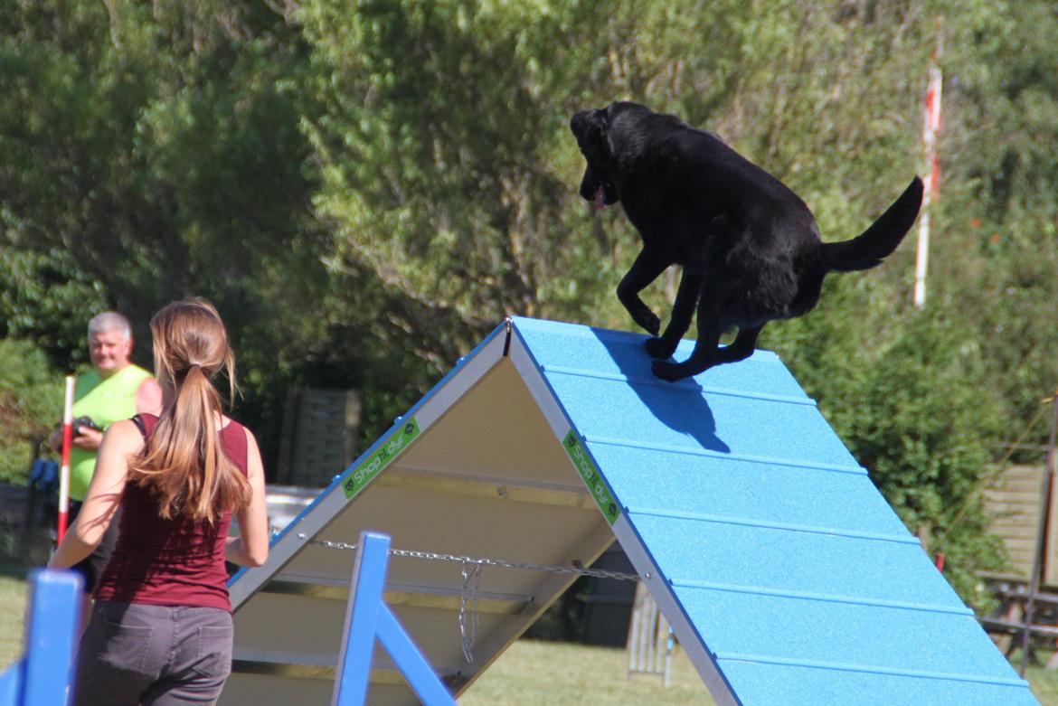 Blanding af racer Balto - Agility konkurrence i Næstved, lørdag billede 30