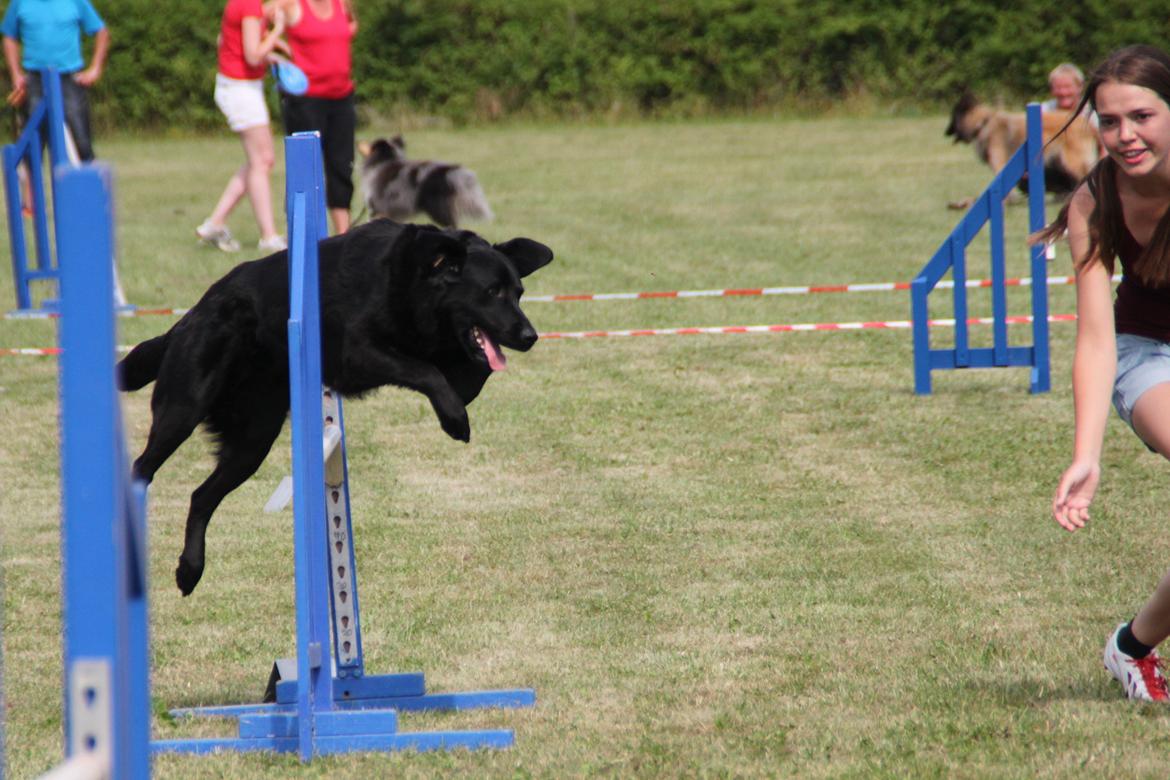 Blanding af racer Balto - Agility konkurrence i Næstved, søndag 2013 billede 31