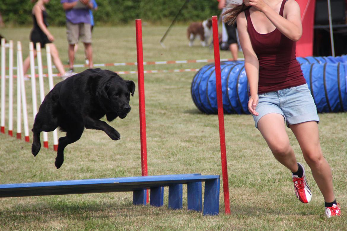 Blanding af racer Balto - Agility konkurrence i Næstved, søndag 2013 billede 11
