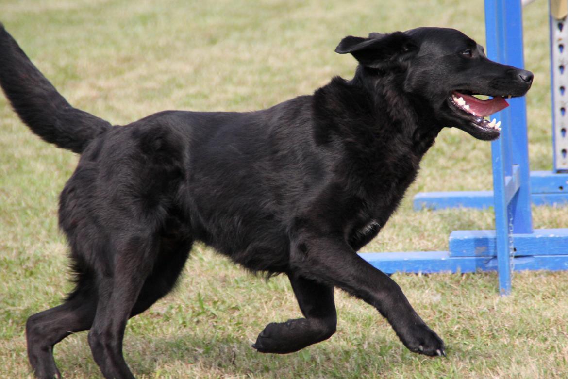 Blanding af racer Balto - Agility konkurrence i Næstved, søndag 2013 billede 32