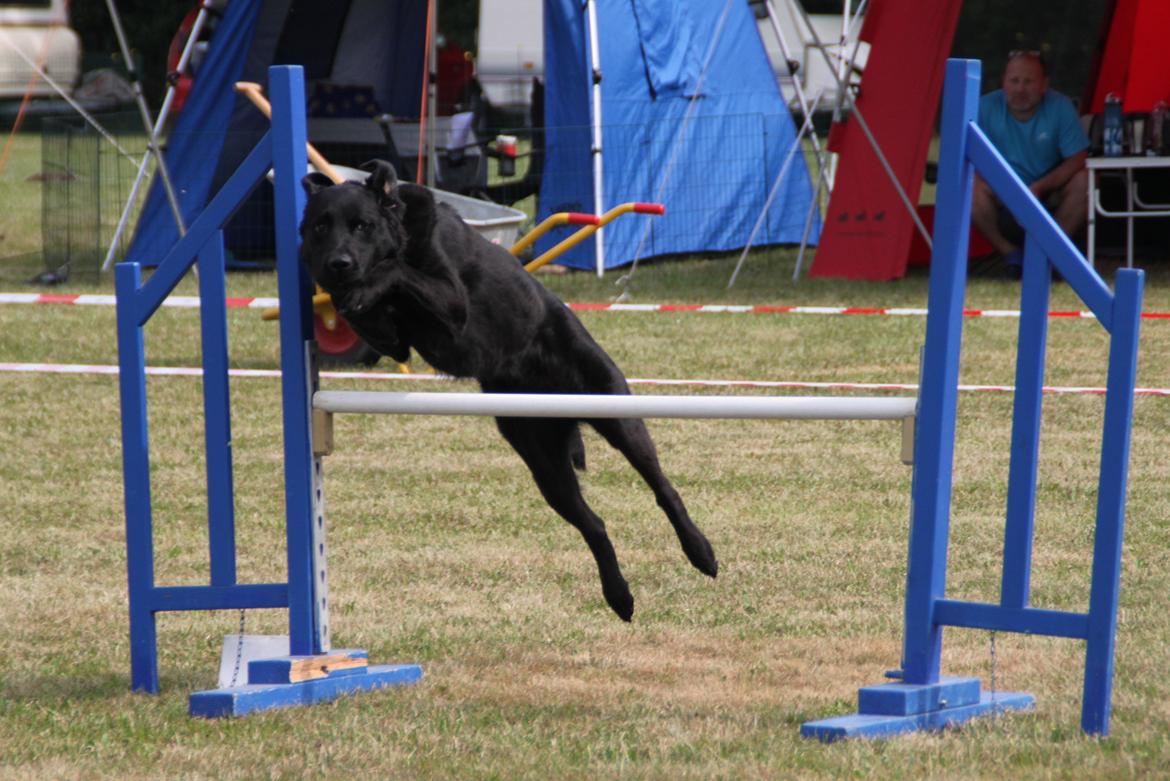 Blanding af racer Balto - Agility konkurrence i Næstved, søndag 2013 billede 13