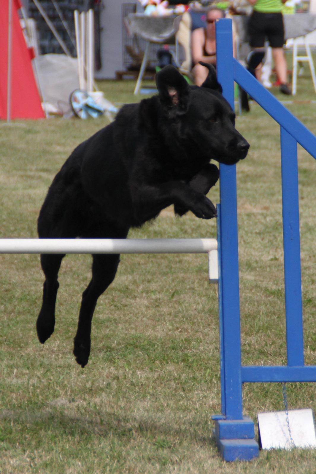 Blanding af racer Balto - Agility konkurrence i Næstved, søndag 2013 billede 33