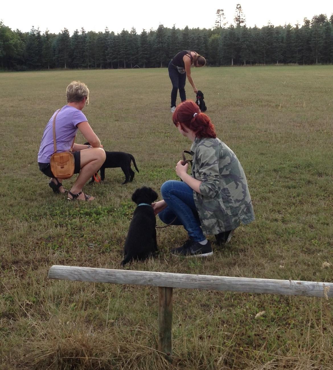 Blanding af racer Sia billede 20