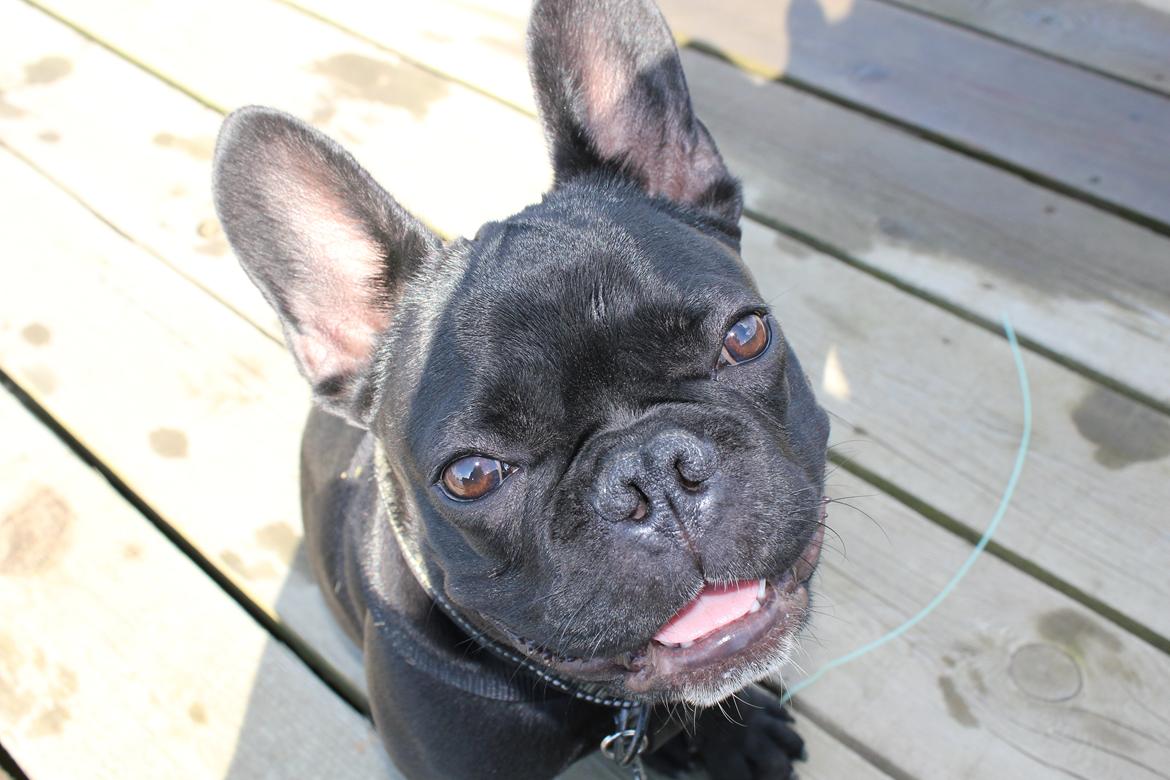 Fransk bulldog Marley - 6 mdr. +
En fantastisk familiehund billede 6