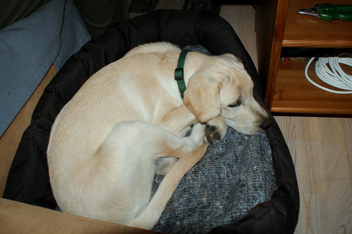 Labrador retriever Django*himmelhund* billede 39