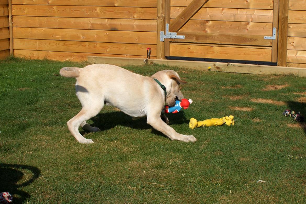 Labrador retriever Django*himmelhund* billede 25