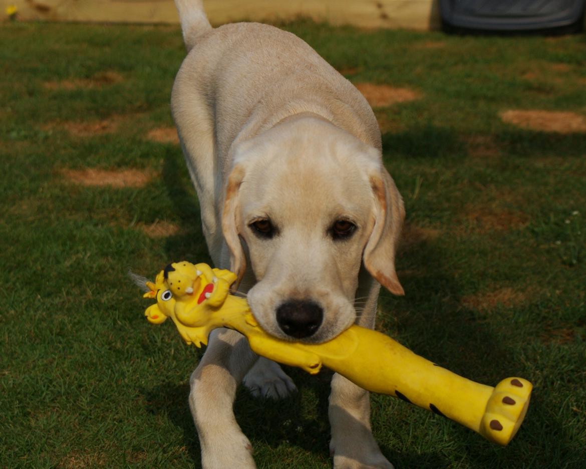 Labrador retriever Django*himmelhund* billede 42