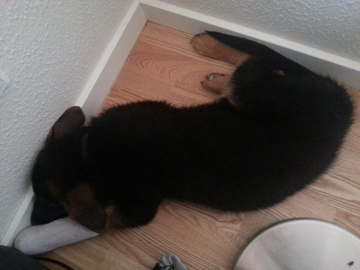 {{currentPhoto.altText}} billede {{currentPhoto.number}}