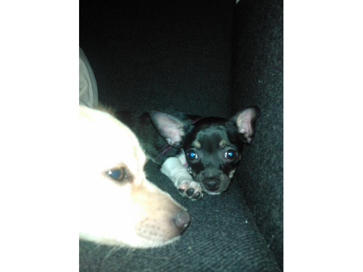 Chihuahua Trille - da trille var hvalp billede 1